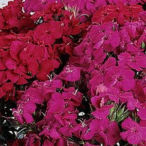 DIANTHUS AMAZON DUO NR.1000 SEMI - Foto 2